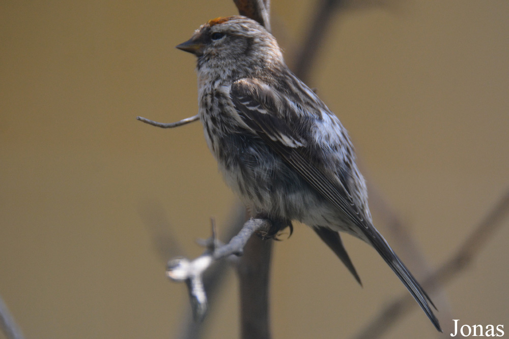Acanthis flammea