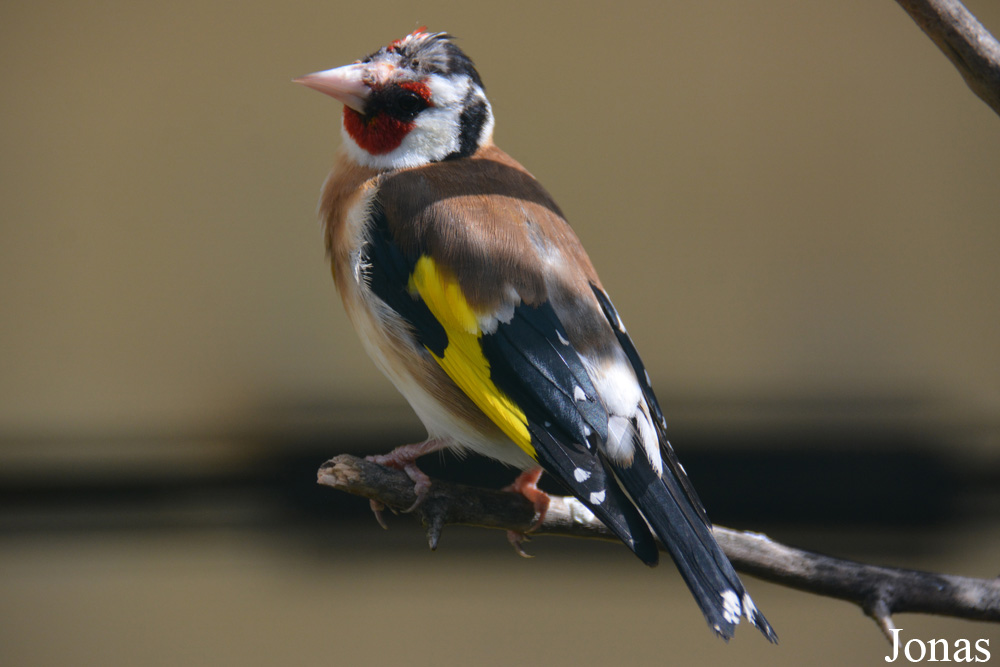 Carduelis carduelis