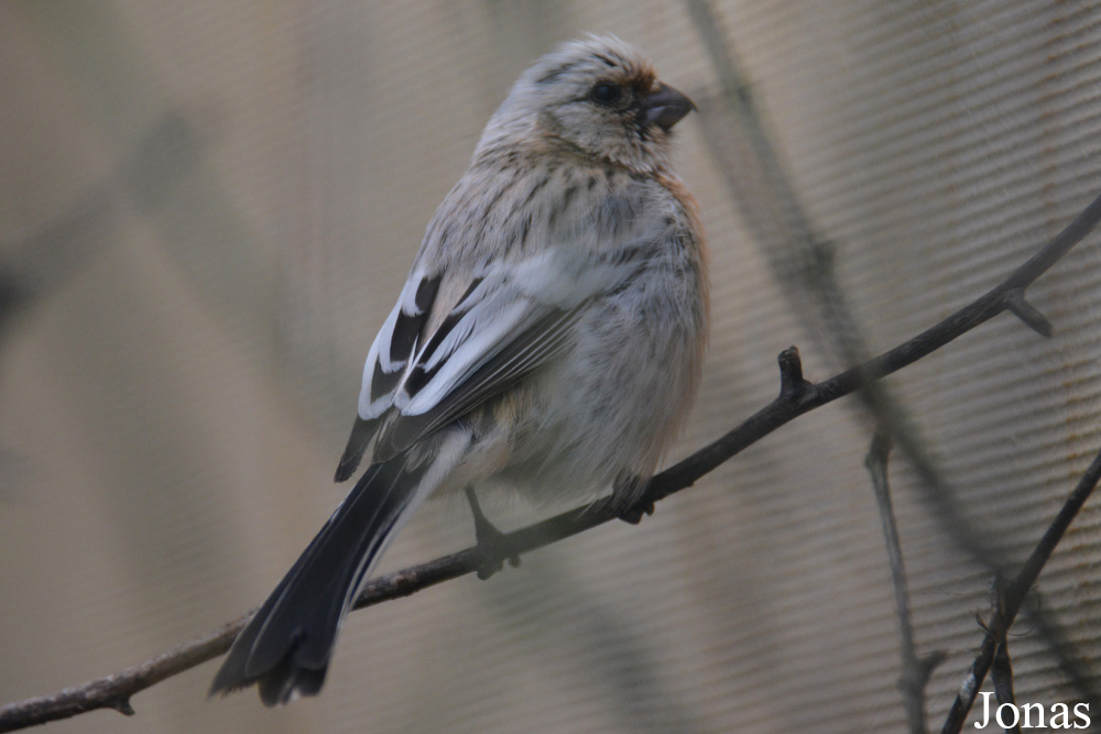Carpodacus sibiricus