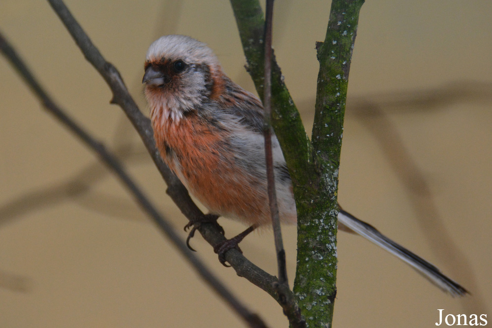 Carpodacus sibiricus