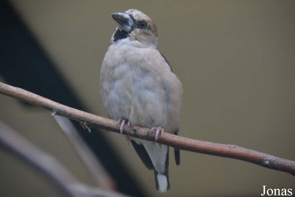 Coccothraustes coccothraustes
