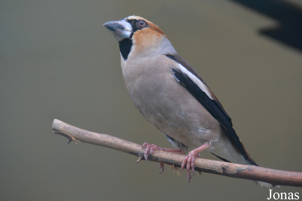 Coccothraustes coccothraustes