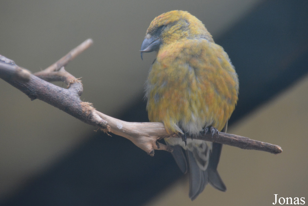 Loxia curvirostra