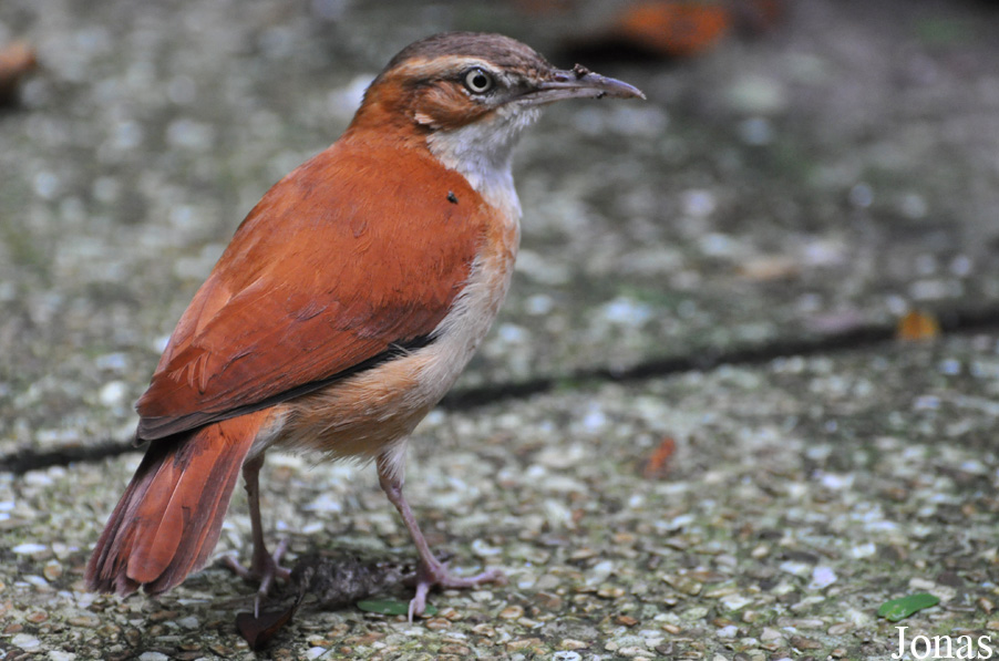 Furnarius leucopus