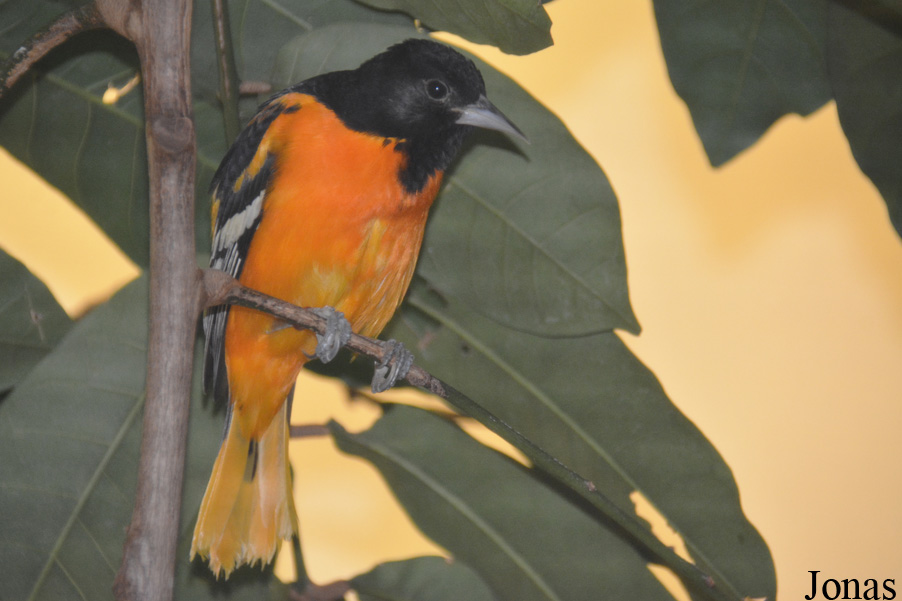 Icterus galbula