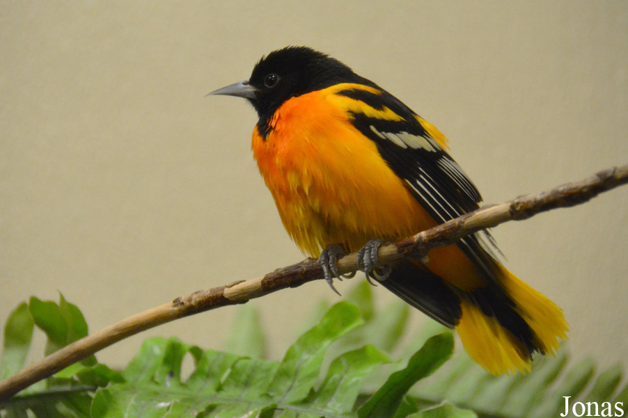 Icterus galbula