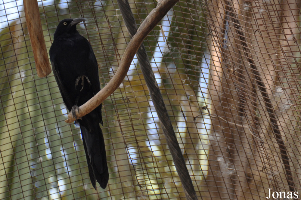Quiscalus mexicanus