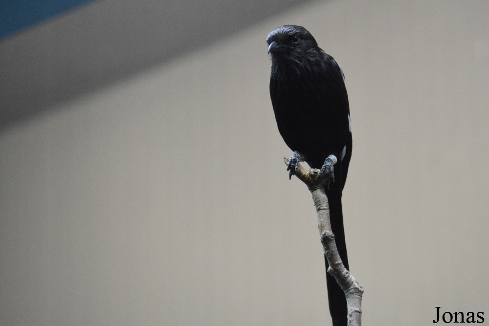 Lanius melanoleucus