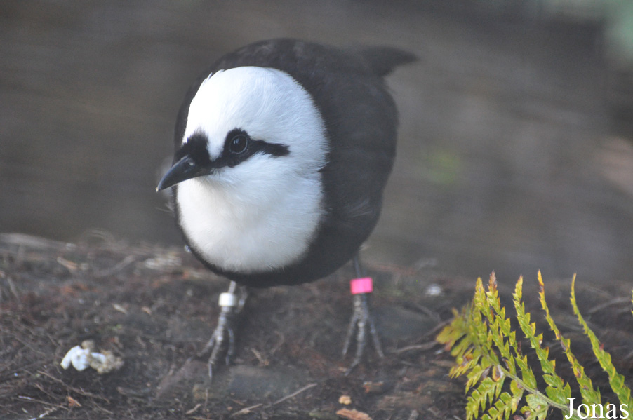 Garrulax bicolor