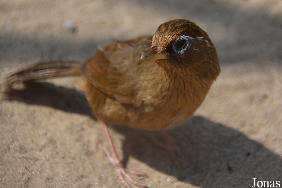 Garrulax canorus