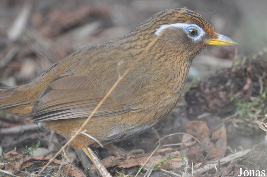 Garrulax canorus
