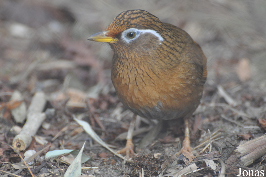 Garrulax canorus