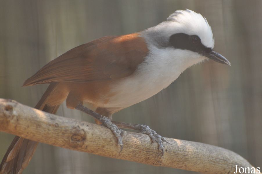 Garrulax leucolophus