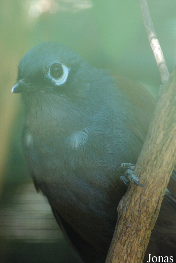 Garrulax palliatus
