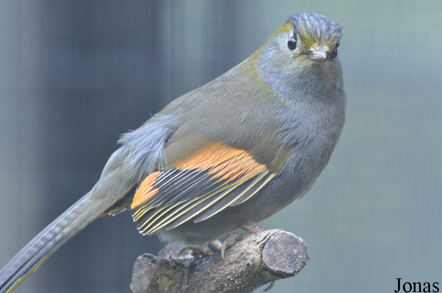 Liocichla omeiensis