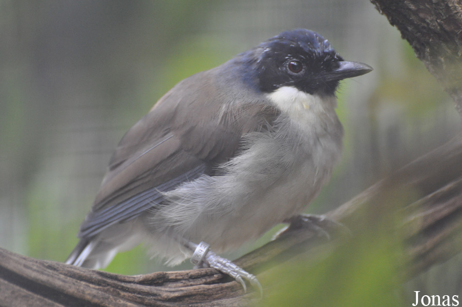 Pterorhinus courtoisi