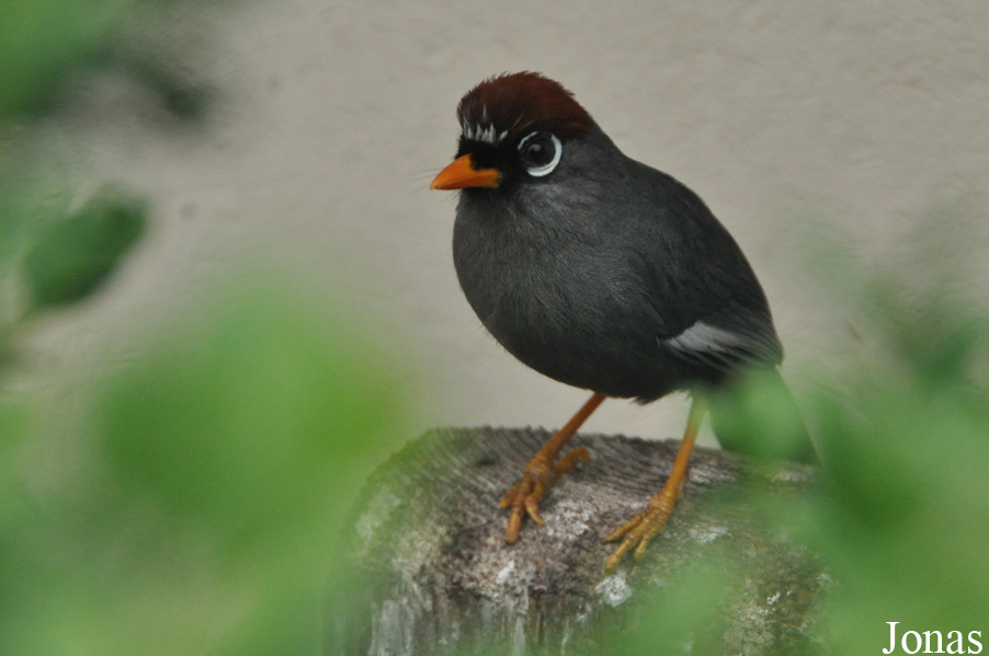 Pterorhinus mitratus