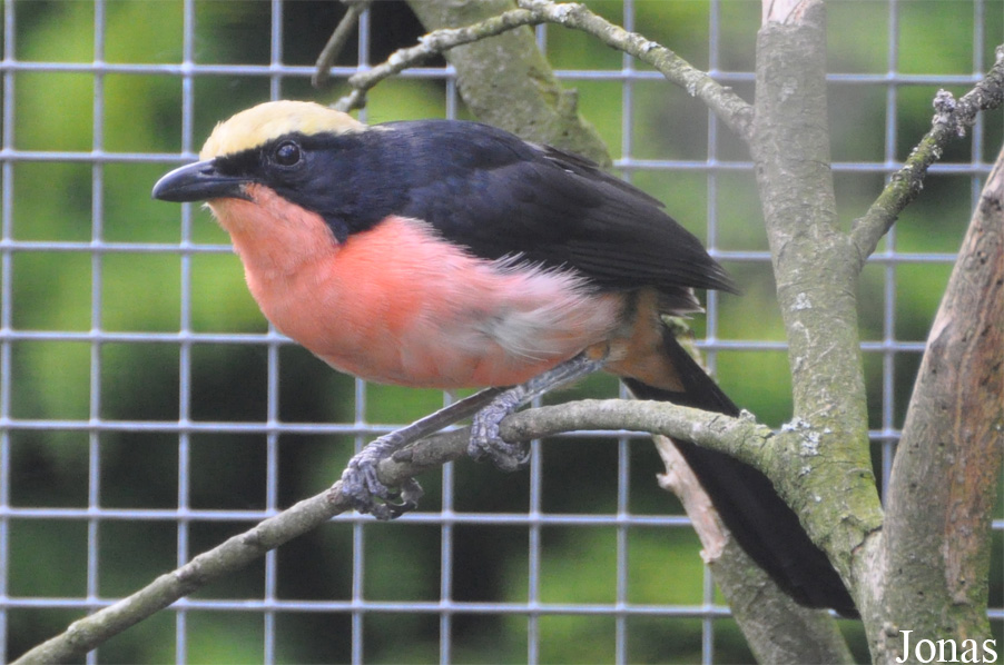 Laniarius barbarus