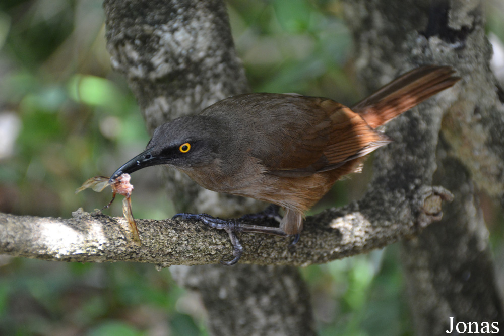 Cinclocerthia ruficauda tremula