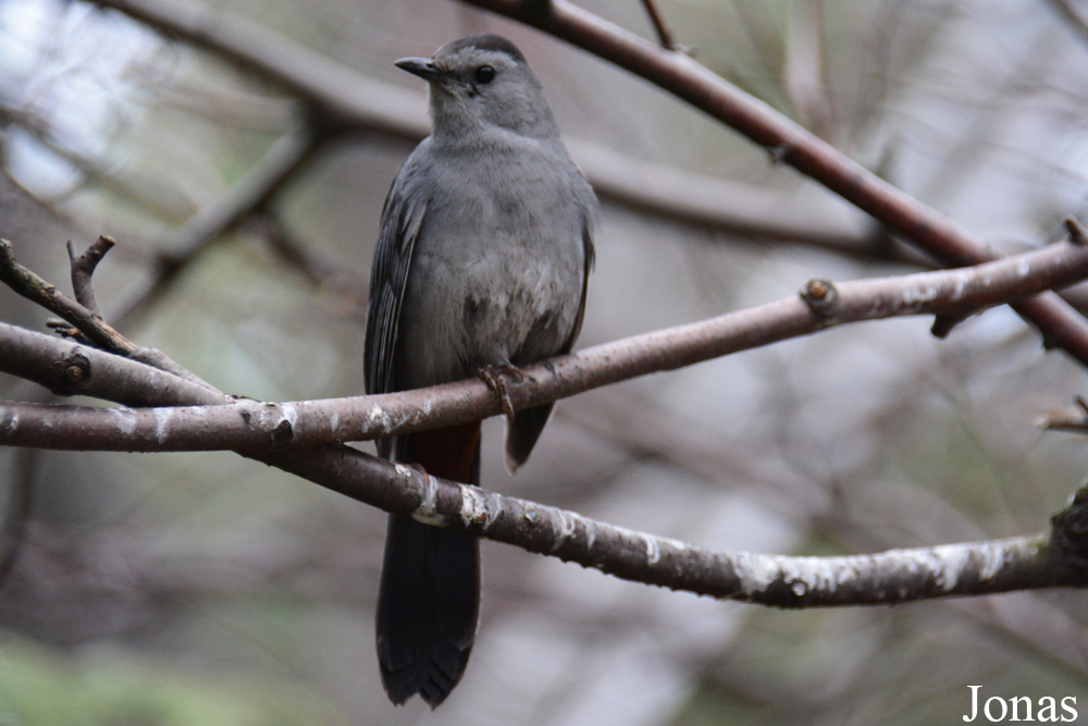 Dumetella carolinensis