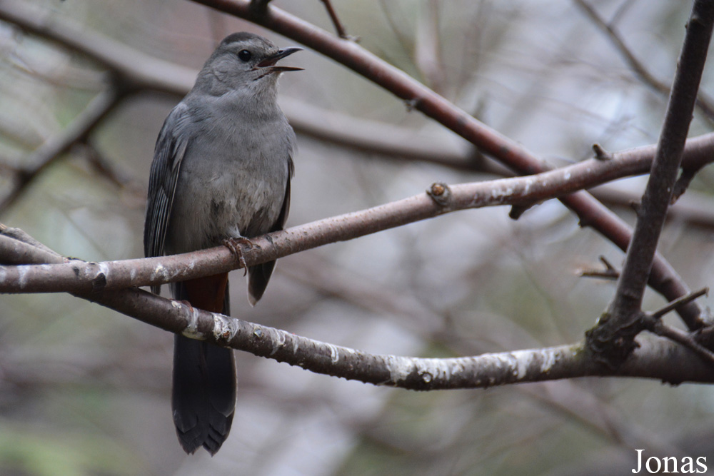 Dumetella carolinensis