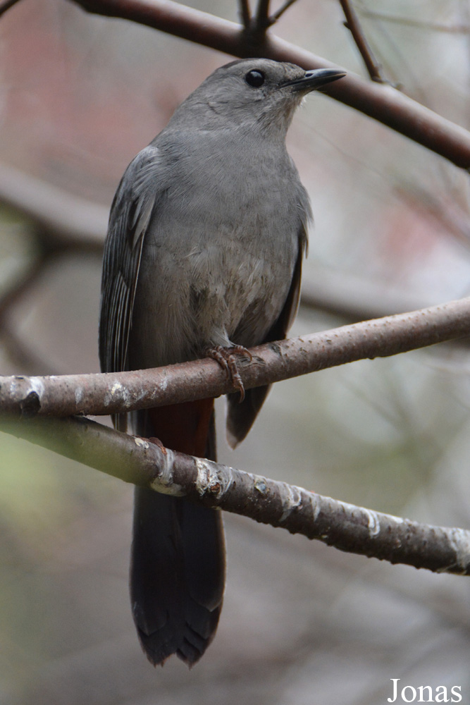 Dumetella carolinensis