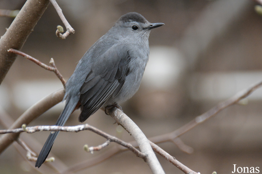 Dumetella carolinensis