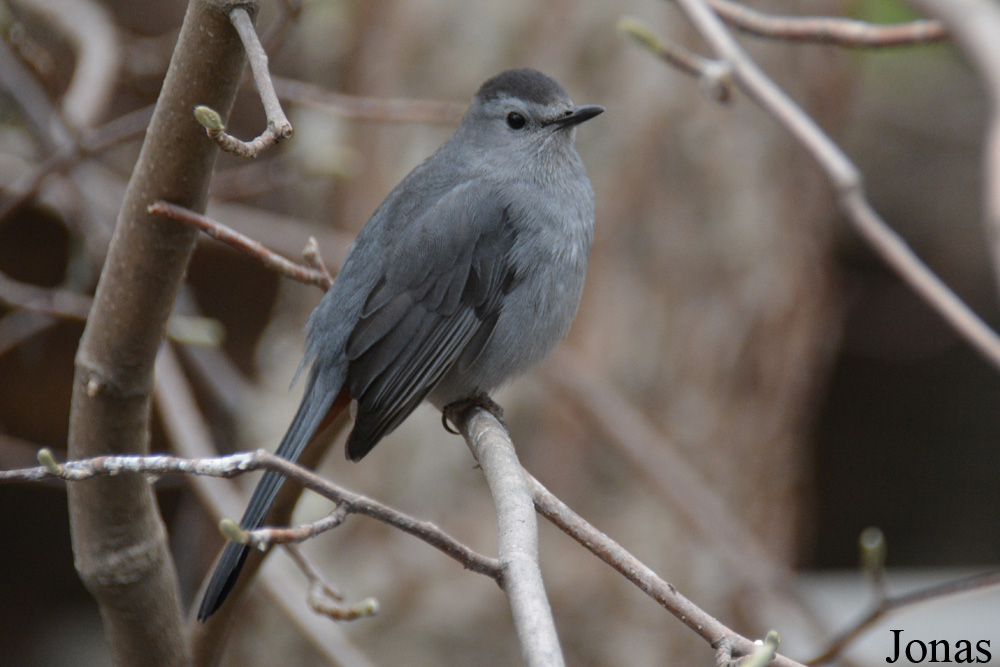 Dumetella carolinensis