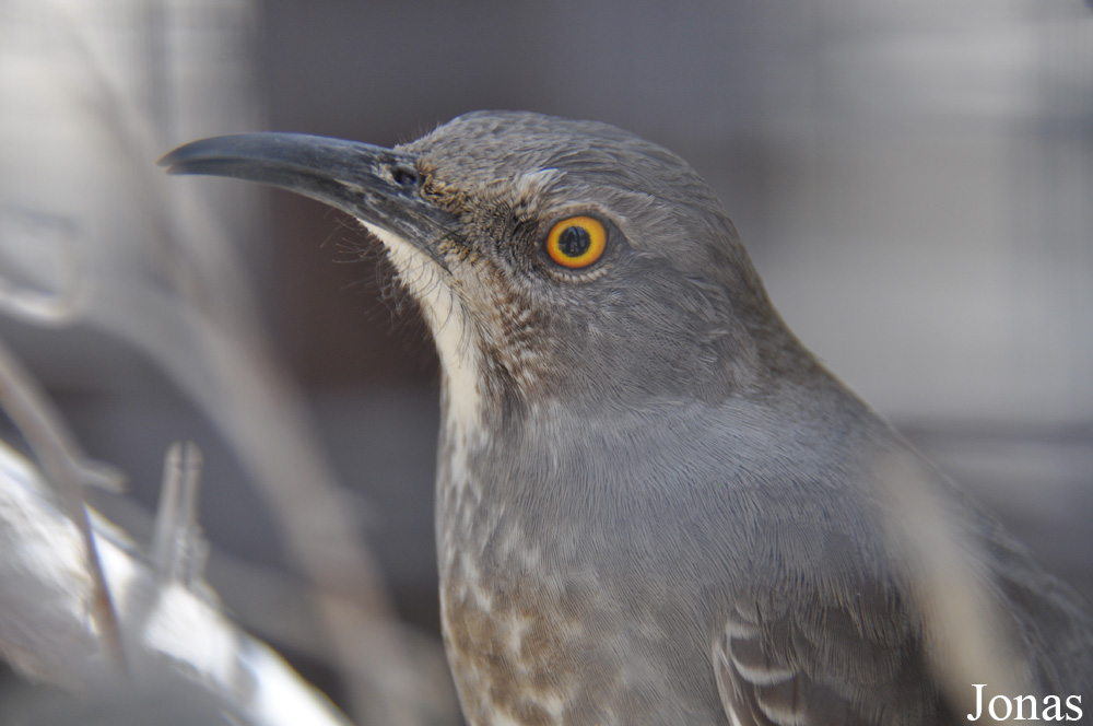 Toxostoma curvirostre