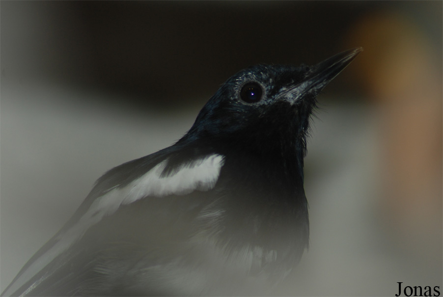 Copsychus saularis