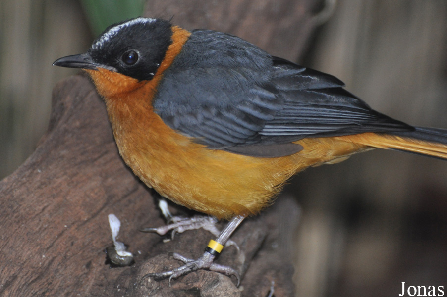 Cossypha niveicapilla