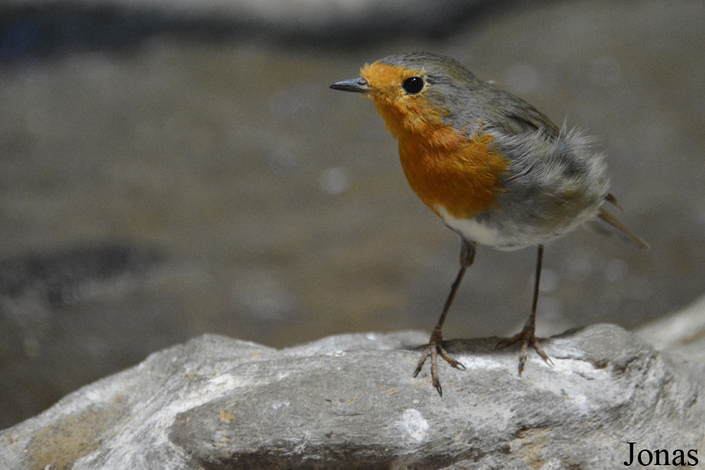 Erithacus rubecula
