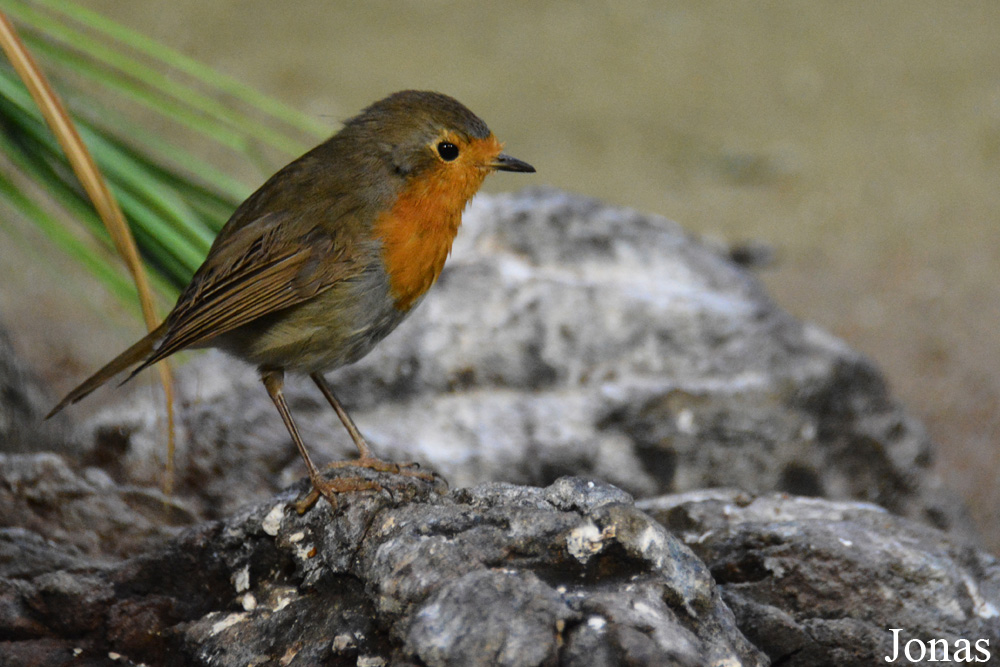 Erithacus rubecula