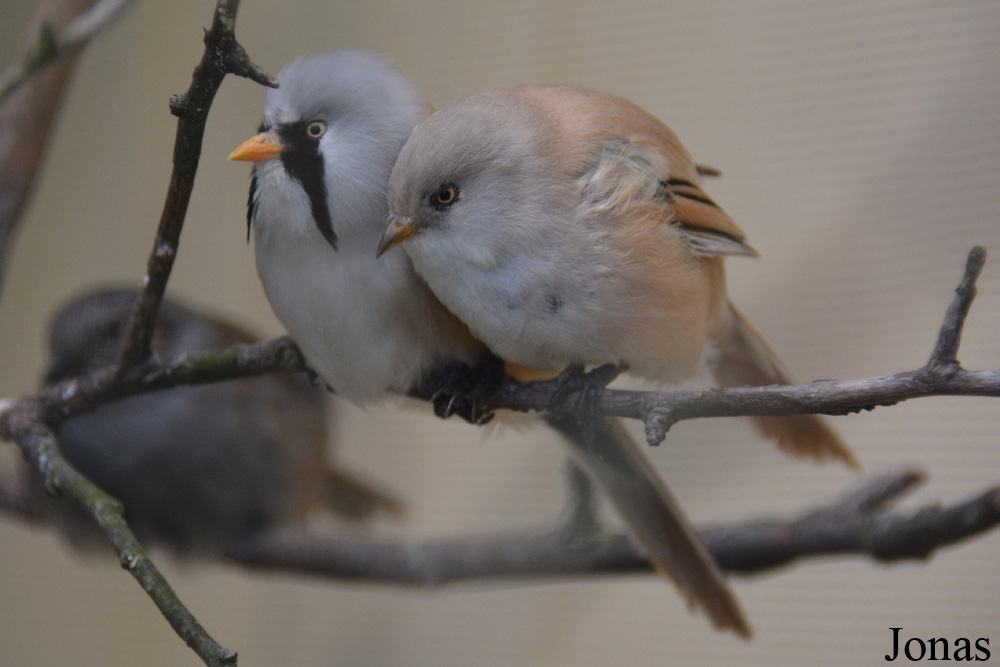 Panurus biarmicus