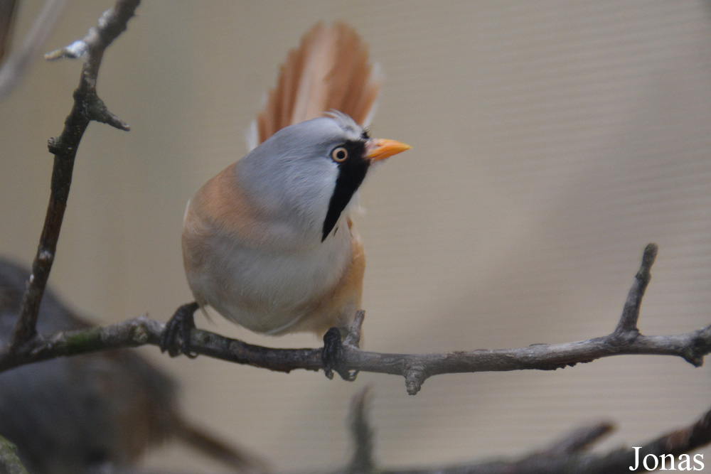 Panurus biarmicus