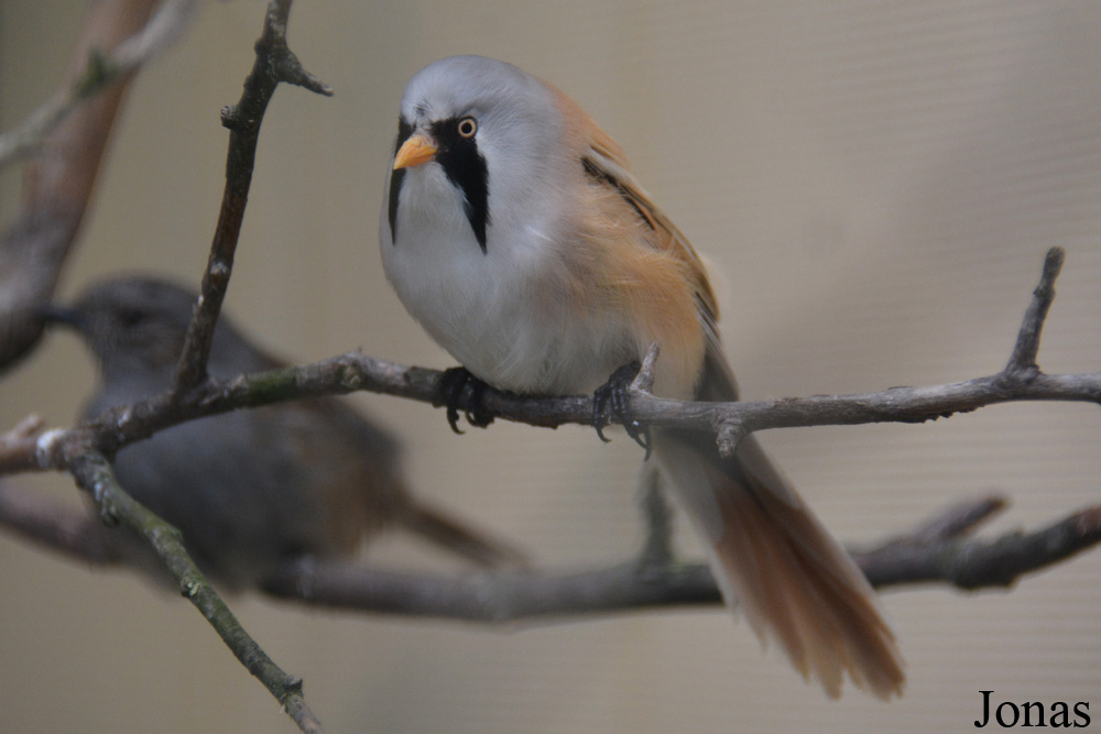 Panurus biarmicus