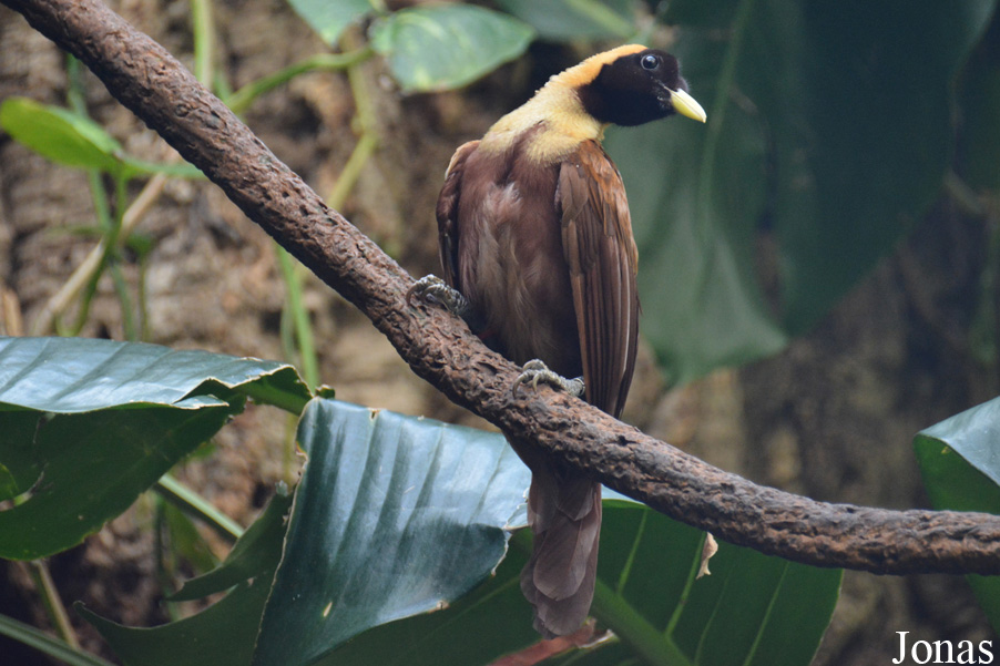 Paradisaea rubra
