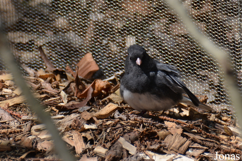 Junco hyemalis