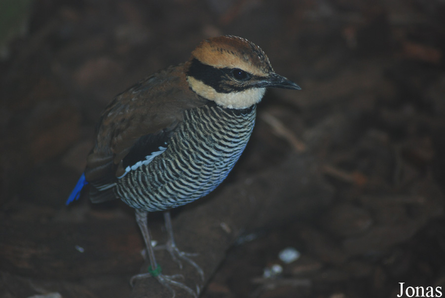 Hydrornis guajanus