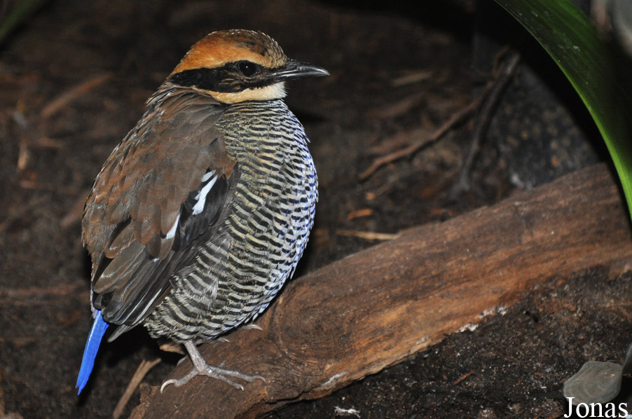 Hydrornis guajanus