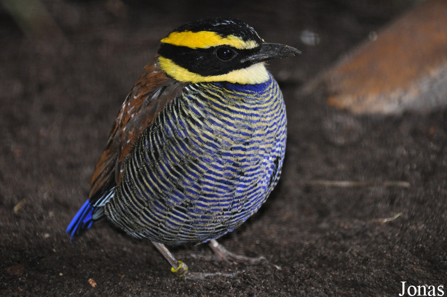 Hydrornis guajanus