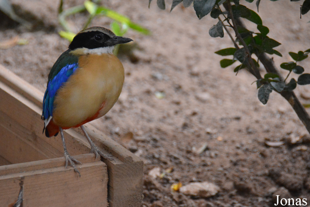 Pitta moluccensis