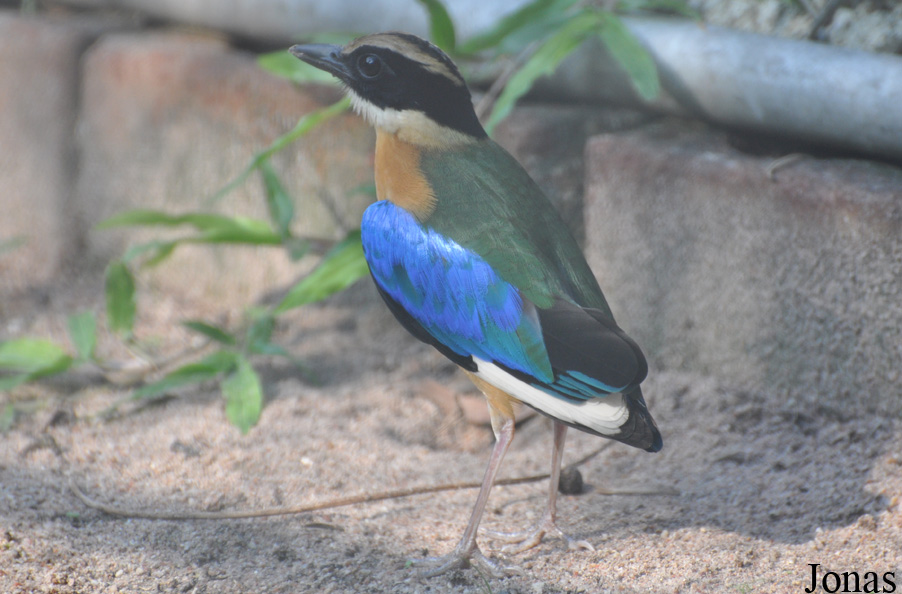 Pitta moluccensis