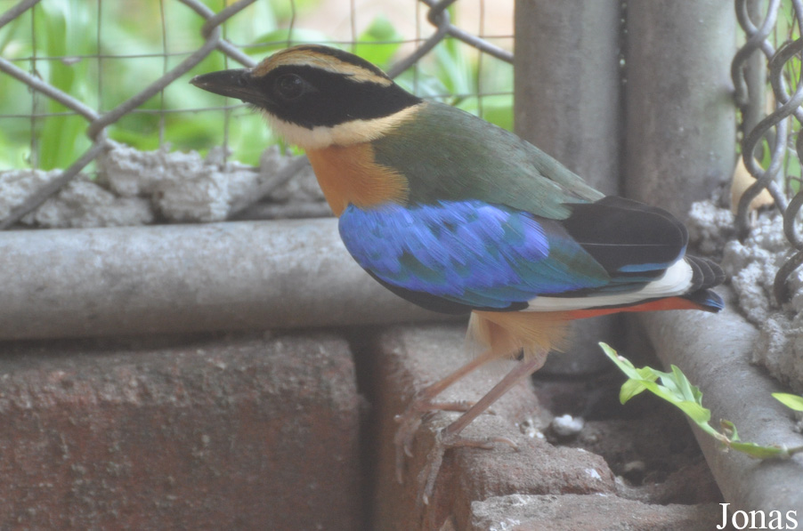Pitta moluccensis