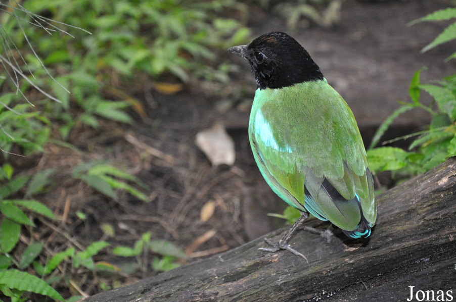 Pitta sordida mulleri