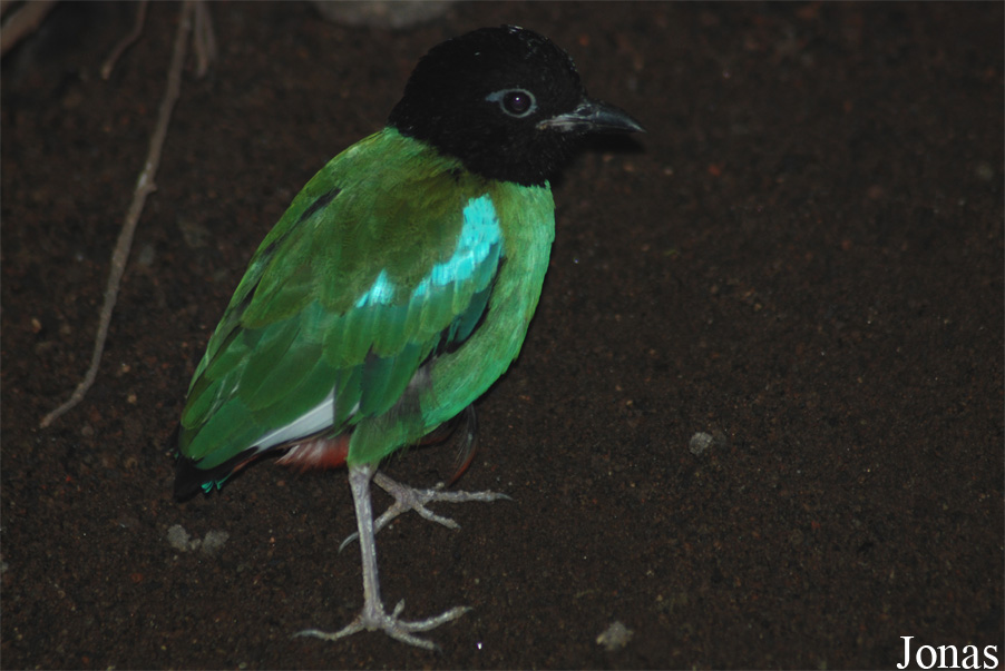 Pitta sordida mulleri