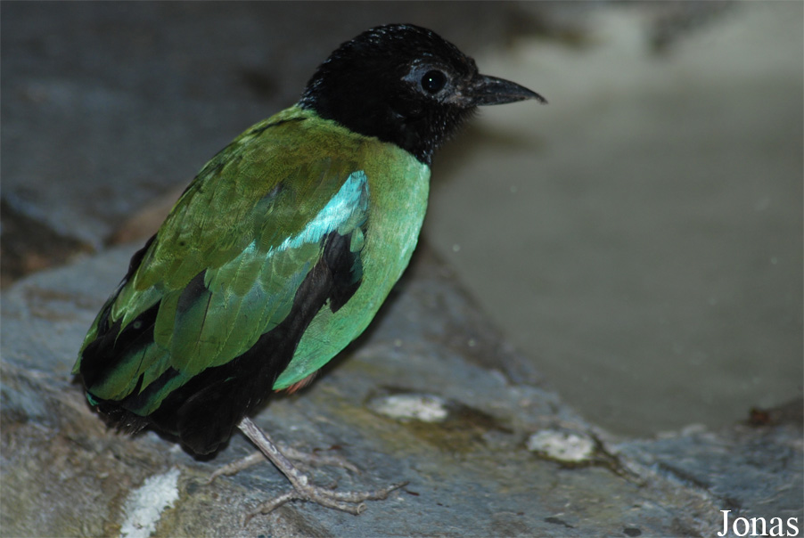 Pitta sordida mulleri