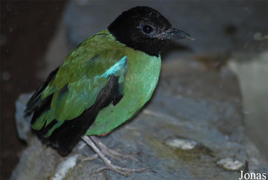 Pitta sordida mulleri