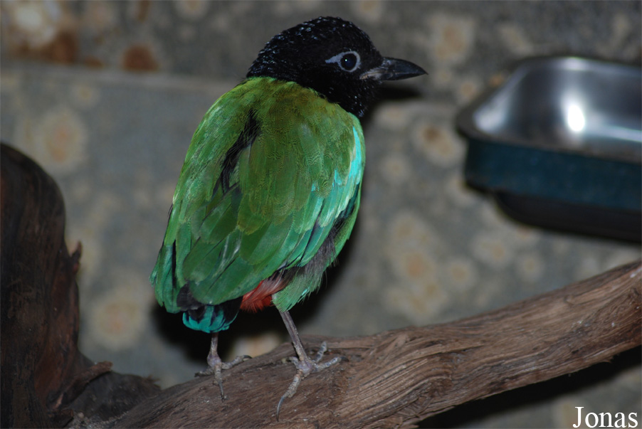 Pitta sordida mulleri