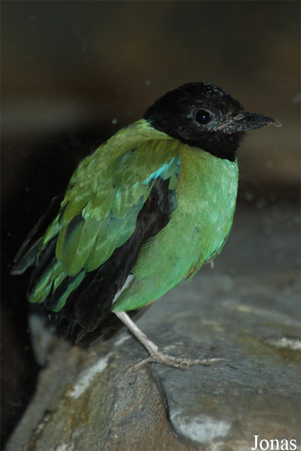 Pitta sordida mulleri